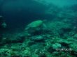 Diving Australia.jpg