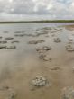 Stromatolites.jpg
